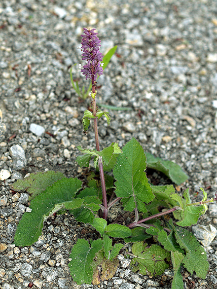 šalvia praslenatá Salvia verticillata L.