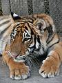 tiger sibírsky - deväťmesačná Simba