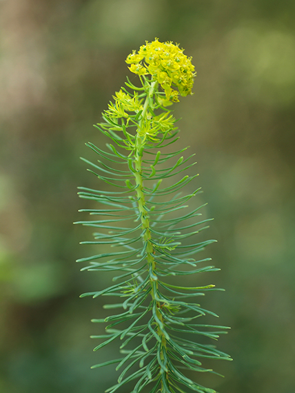 mliečnik chvojkový Euphorbia cyparissias L.