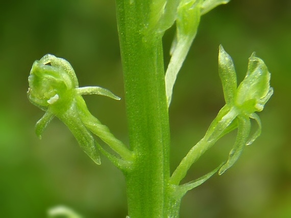 trčníček jednolistý Malaxis monophyllos (L.) Swartz