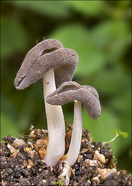 chriapač sedlovitý Helvella ephippium Lév.