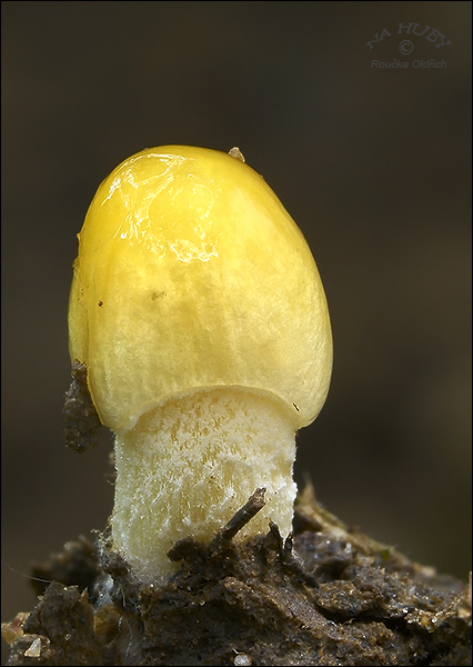 hnojovec žltý Bolbitius titubans (Bull.) Fr.