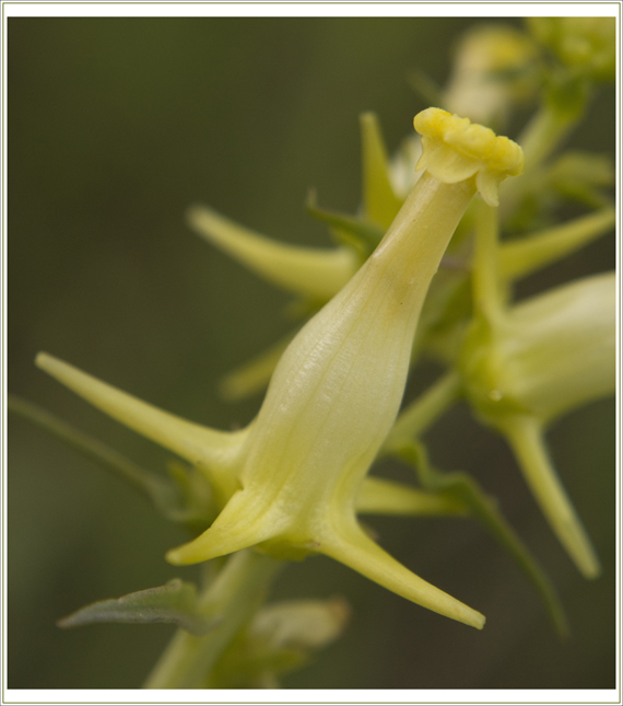pyštek obyčajný Linaria vulgaris Mill.