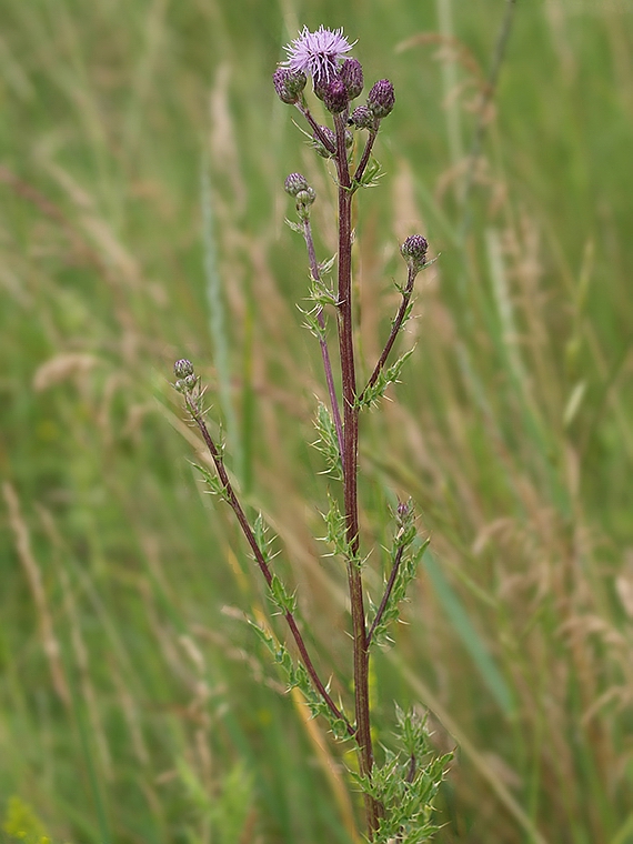 pichliač roľný Cirsium arvense (L.) Scop.