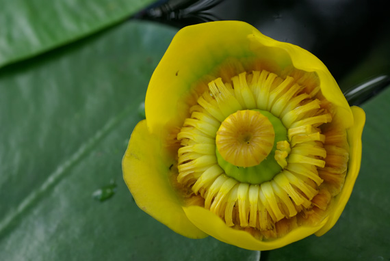leknica žltá - stulík žlutý Nuphar lutea (L.) Sm.