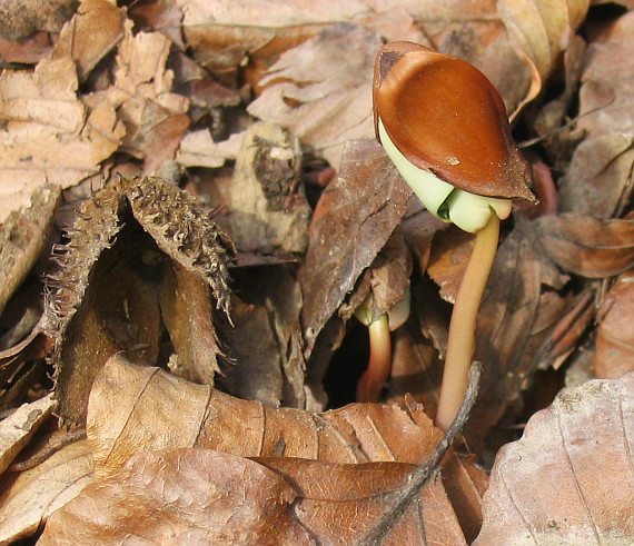 buk lesný - klíčiaci semenáčik Fagus sylvatica L.