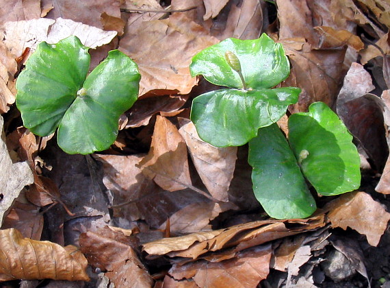 buk lesný - semenáčiky Fagus sylvatica L.