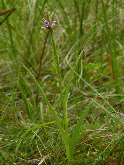 vstavačovec škvrnitý mokraďový Dactylorhiza maculata subsp. elodes (Griseb.) Soó
