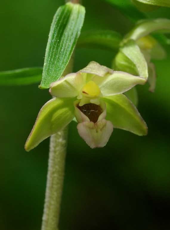 kruštík širokolistý pravý - kruštík širolistý Epipactis helleborine subsp. helleborine (L.) Crantz