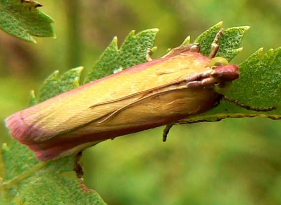 vijačka lucernová Oncocera semirubella