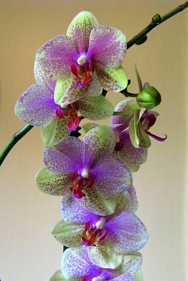 orchidea Phalaenopsis