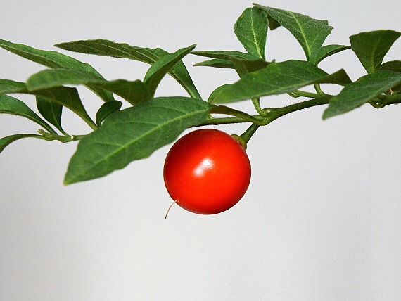 ľuľok paprikovitý Solanum pseudocapsicum