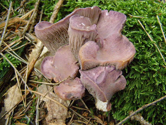 lievikovec kyjakovitý Gomphus clavatus (Pers.) Gray