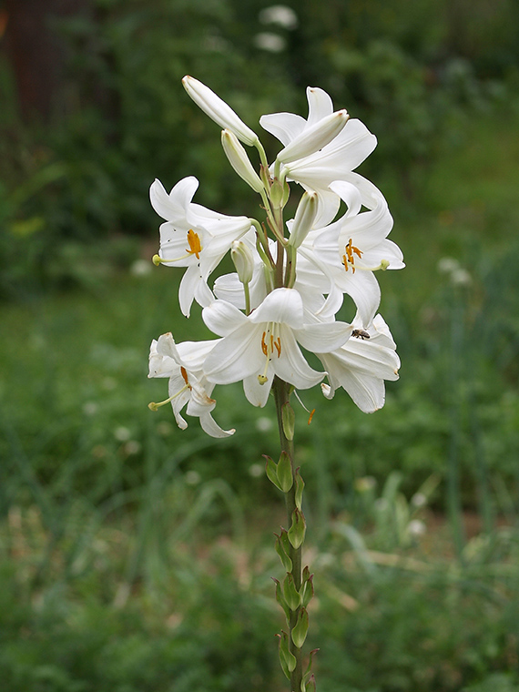 ľalia biela Lilium candidum