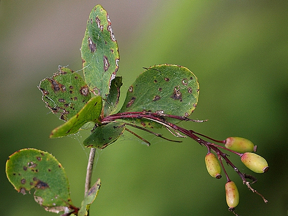 dráč obyčajný Berberis vulgaris L.
