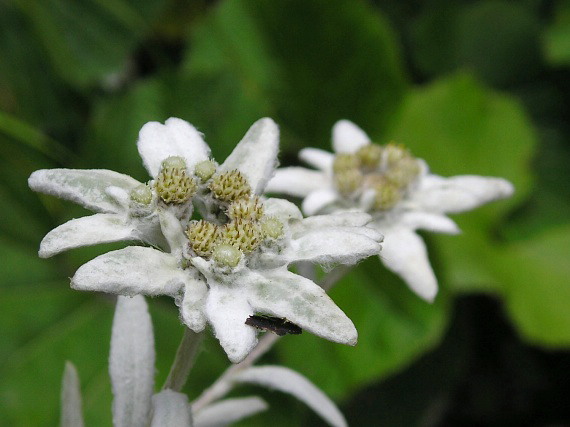 plesnivec alpínsky Leontopodium alpinum Cass.