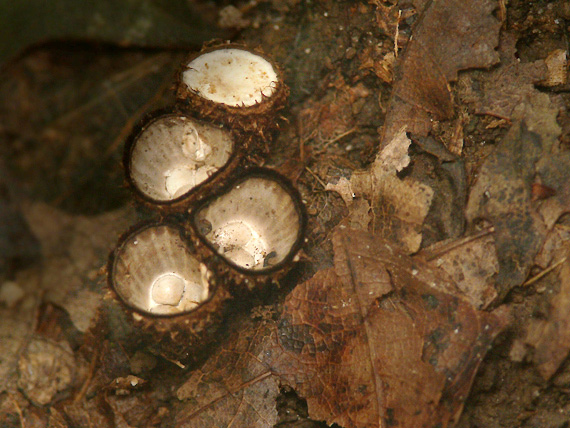 čiaškovec pásikavý  Cyathus striatus (Huds.) Willd.