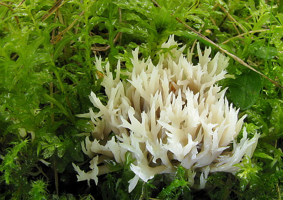 konárovka hrebenitá Clavulina coralloides (L.) J. Schröt.