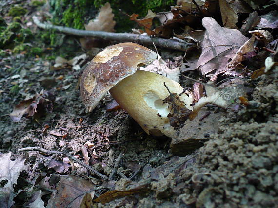 hríb sosnový Boletus pinophilus Pil. et Dermek in Pil.