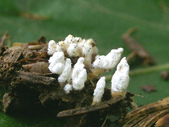 Paecilomyces sp.