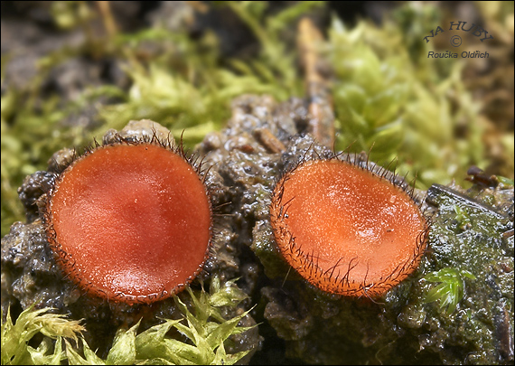 štítovnička šarlátová Scutellinia trechispora (Berk. & Broome) Lambotte