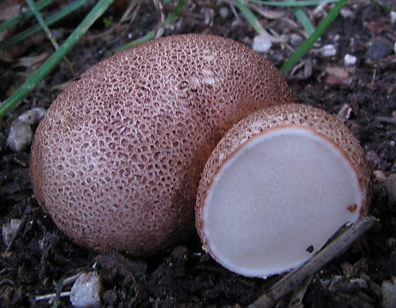 pestrec obyčajný Scleroderma citrinum Pers.