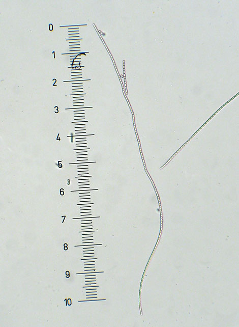 žezlovka srnková Tolypocladium ophioglossoides (J.F. Gmel.) Quandt, Kepler & Spatafora