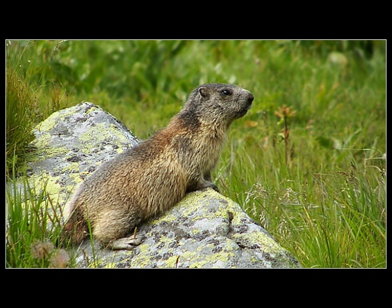 svišť vrchovský Marmota marmota