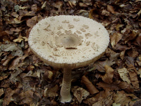 bedľa