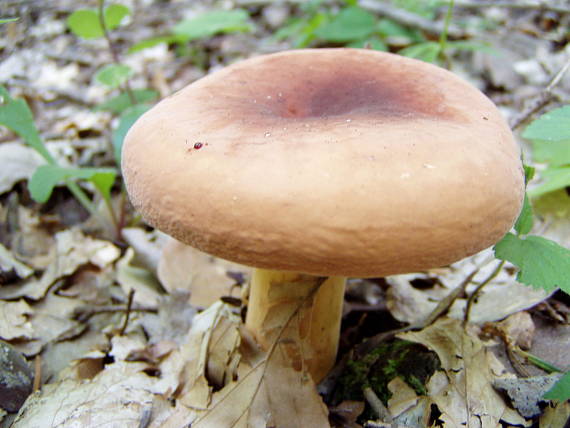 rýdzik surovičkový