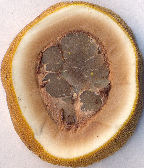 srnka obyčajná Elaphomyces granulatus Fr.