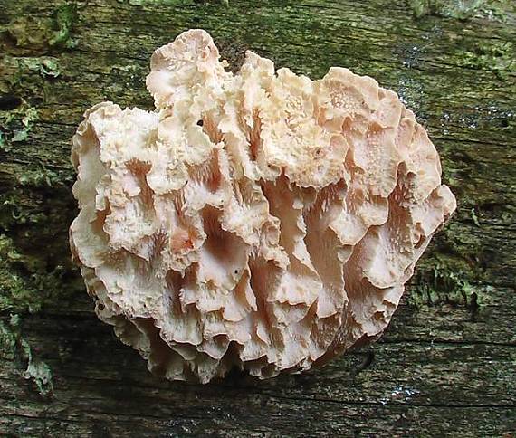 koralovec trúdnikovitý Hericium cirrhatum (Pers.) Nikol.