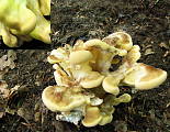 vejárovec obrovský