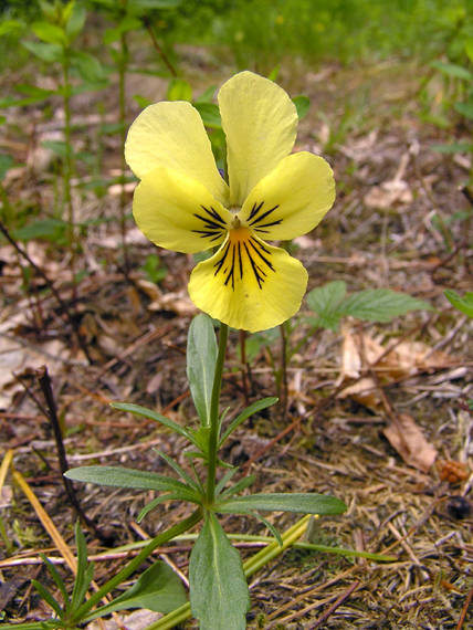fialka žltá sudetská Viola lutea ssp. sudetica