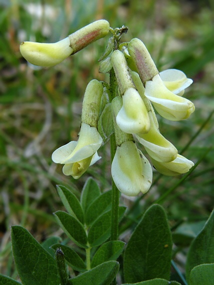 kozinec ľadový Astragalus frigidus (L.) A. Gray