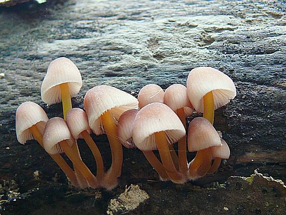 prilbička žltohlúbiková Mycea renati
