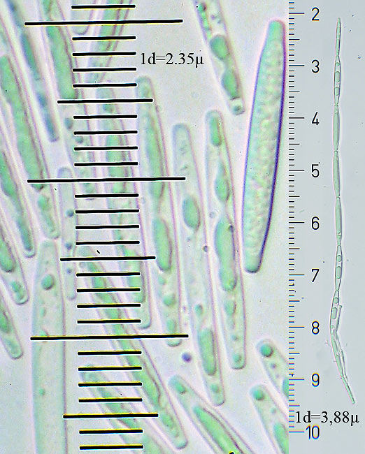 žezlovka veľkovýtrusná Elaphocordyceps longisegmentum (Ginns) G.H. Sung, J.M. Sung & Spatafora