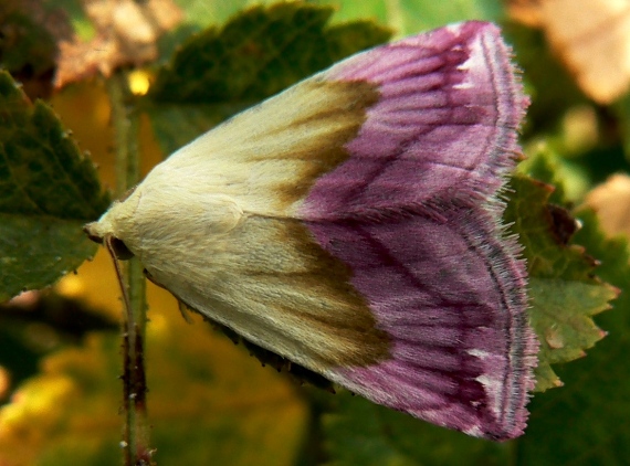 morička purpurová Eublemma purpurina