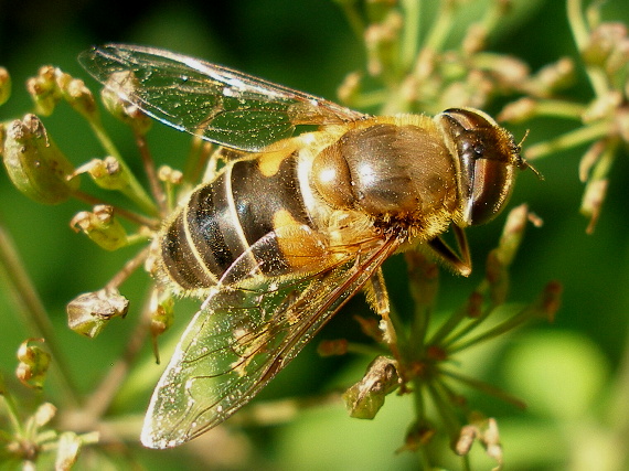 včelica hájová Eristalis nemorum