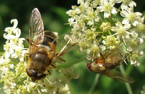 včelica hájová a kvetovka klinčeková Eristalis nemorum a Hylemya cardui
