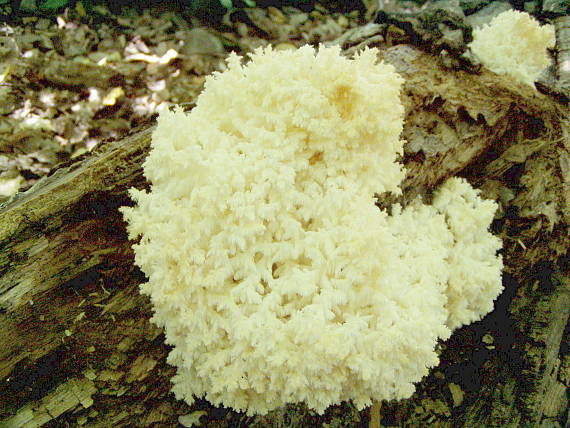 koralovec bukový
