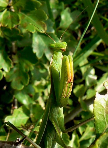 modlivka zelená Mantis religiosa
