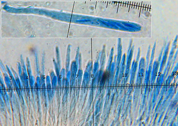 lachnetka Lachnum pygmaeum (Fr.) Bres.