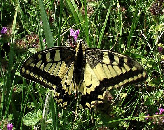 vidlochvost feniklový  Papilio machaon