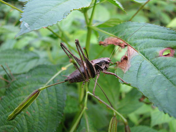kobylka hnedá Desticus verrucivorus