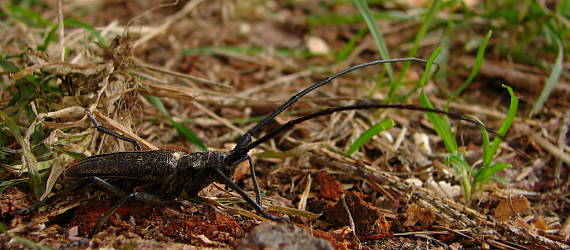 vrzúnik pralesový - samec  Monochamus sartor Cerambycidae