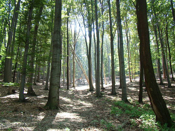 presušený Bratislavský les