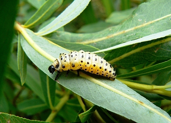 liskavka topoľová - larva Chrysomela populi