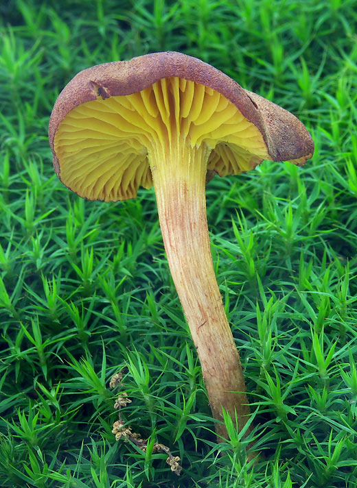 lupeňopórovec  Phylloporus sp. (Schwein.) Bres.