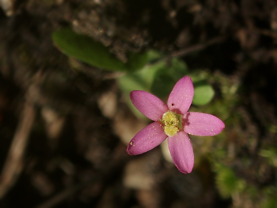 zemežlč Centaurium pulchellum (Sw.) Druce